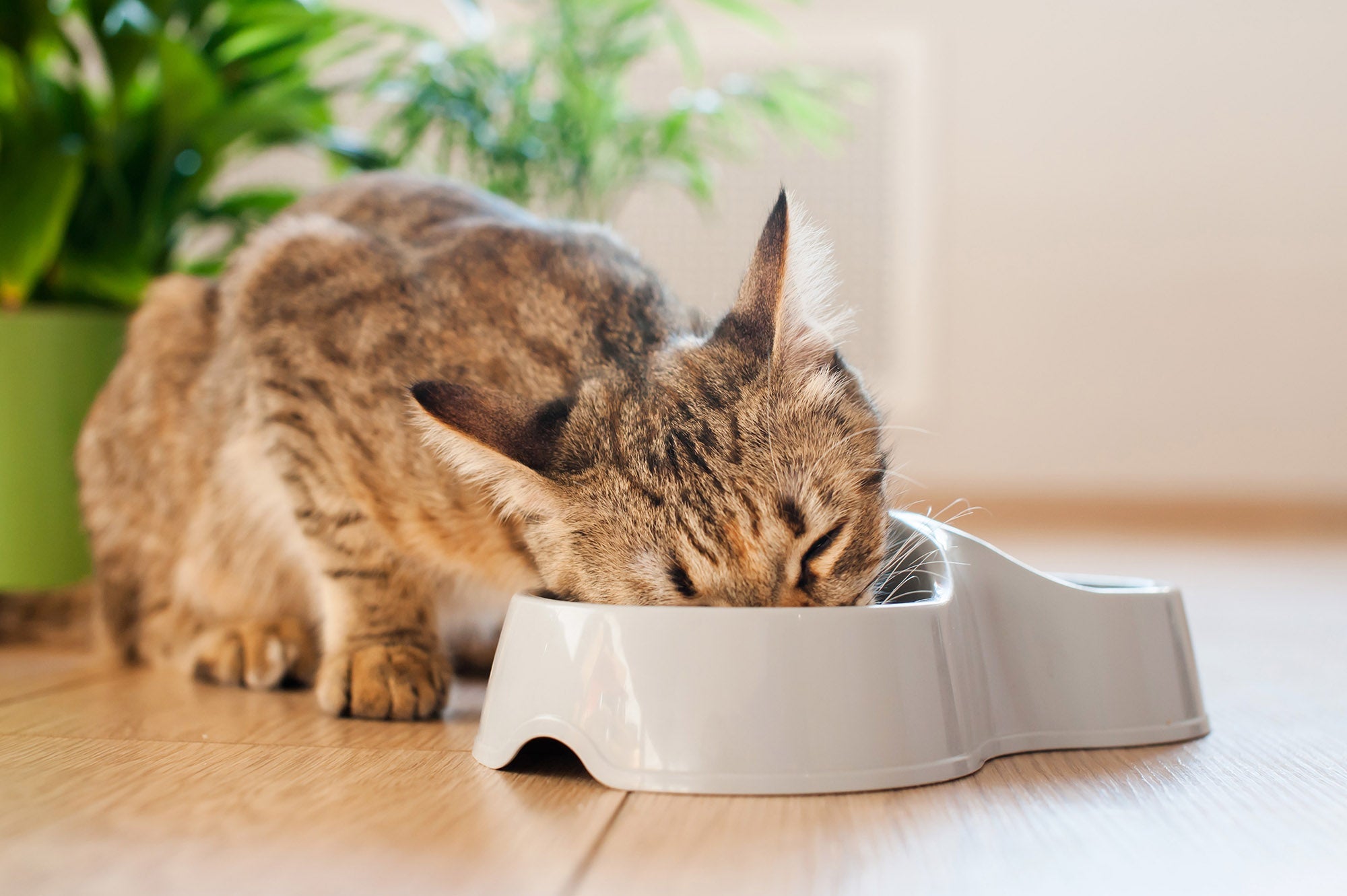Cat Food Sensitivity Symptoms: Causes, Clinical Signs, and Next Steps