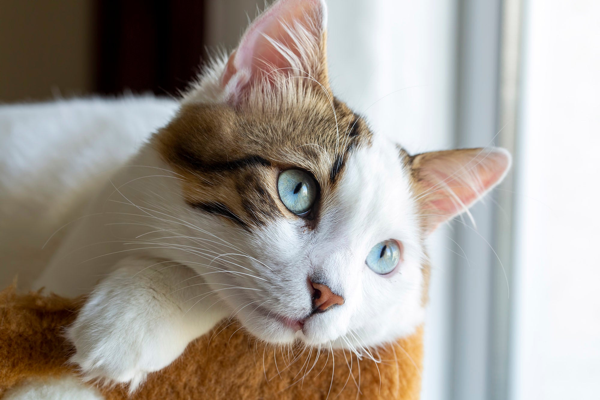How to Help a Constipated Cat: Signs, Home Treatments, and When to Call the Vet