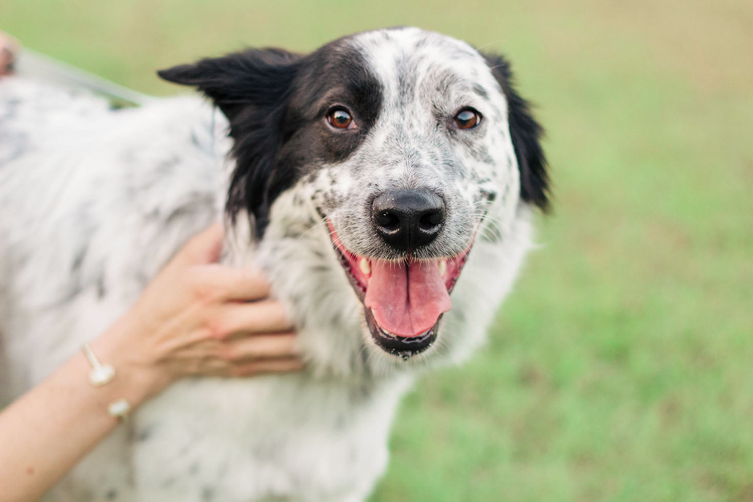 Is Your Dog's Gut Trying to Tell You Something? A Guide to Dog Digestive Health