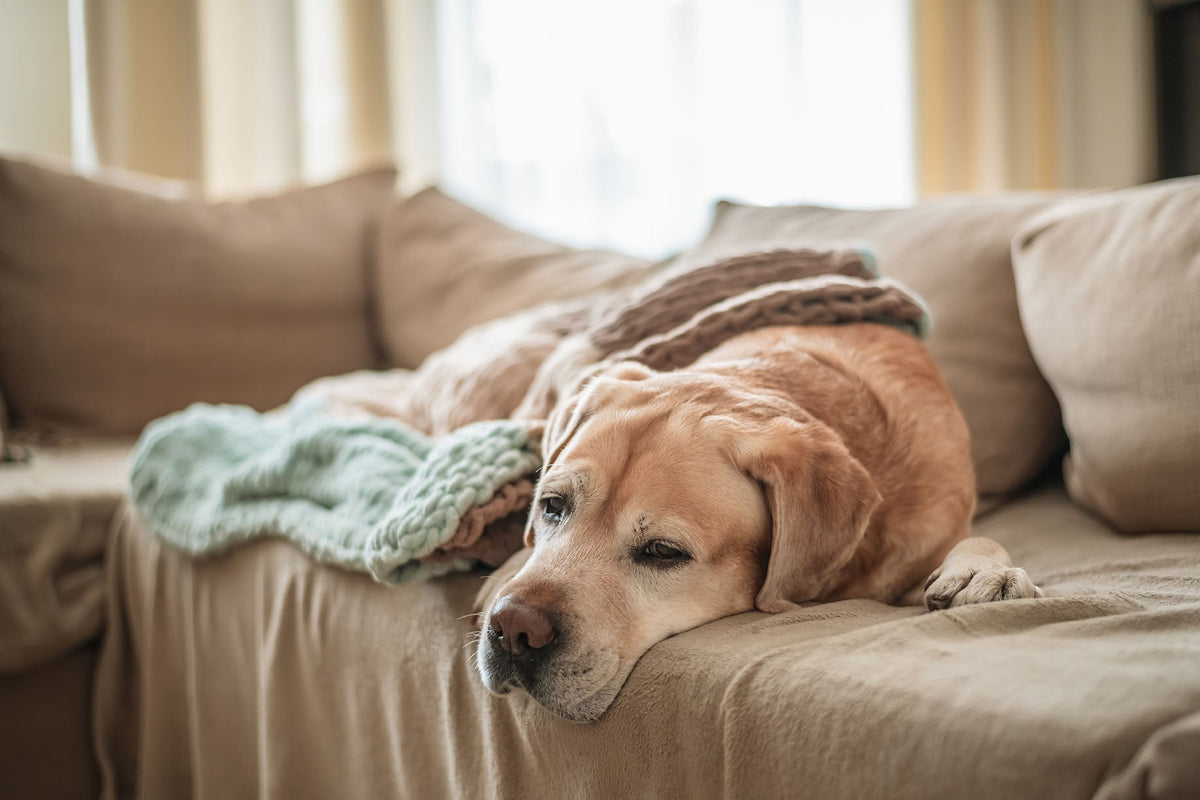 Signs of an Unhealthy Gut in Dogs: How to Recognize Digestive Symptoms Early