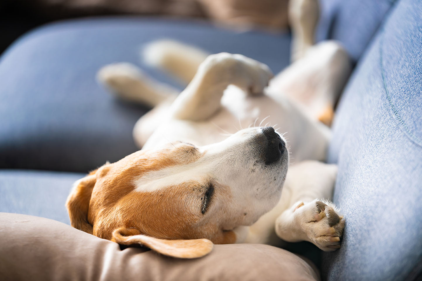 When Your Dog's Gut Microbiome Collapses: What Happens and How to Rebuild It