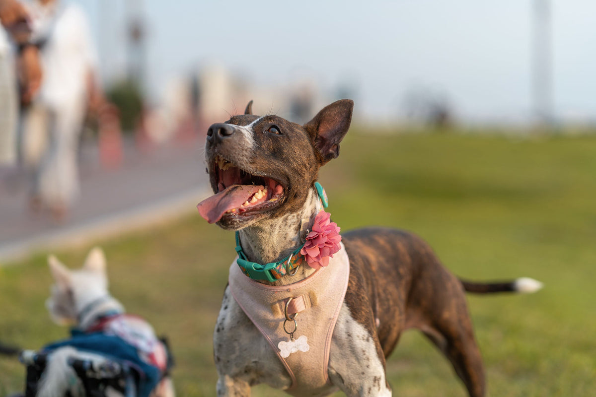 Happy brindle dog on a leash with its tongue out during a walk in a grassy park