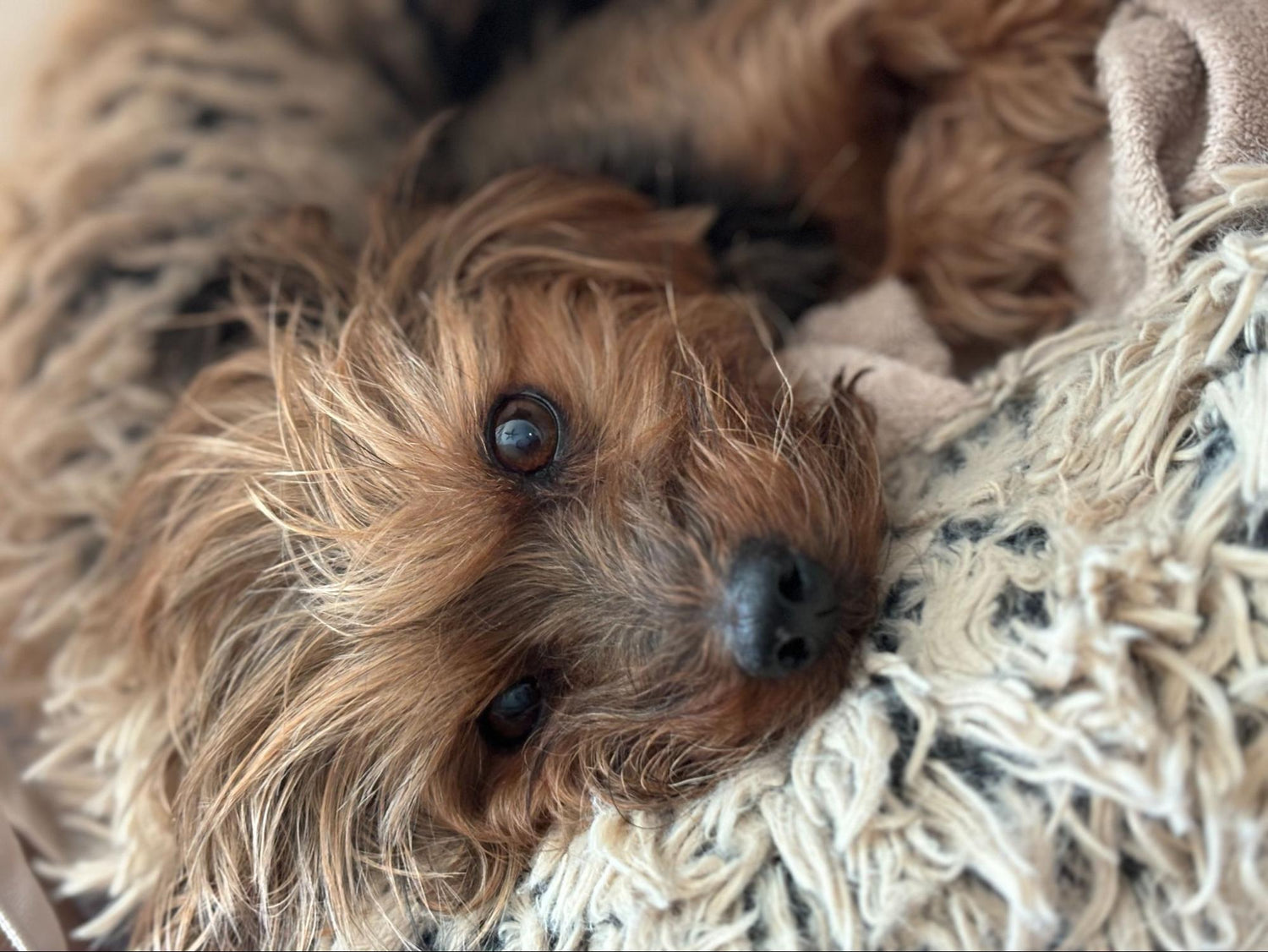 From Desperation to Transformation: How Darla’s Journey Led Me to Legacy Biome and the Power of FMT