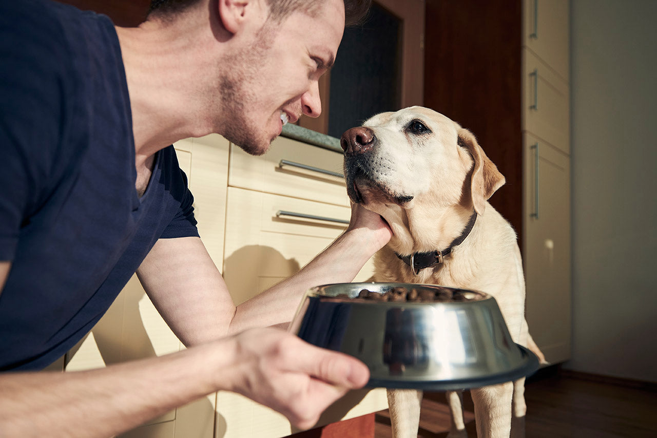 Does FMT Work for Dogs? Evidence, Clinical Guidelines, and What Pet Parents Need to Know