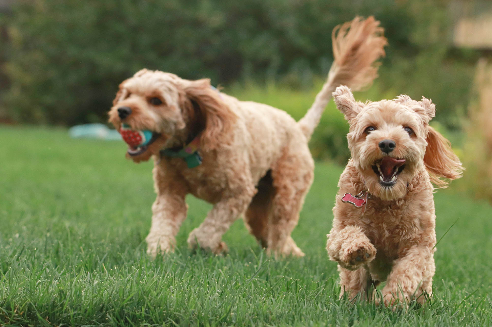 How to Reset Your Dog's Gut Health: A Step-by-Step Recovery Plan
