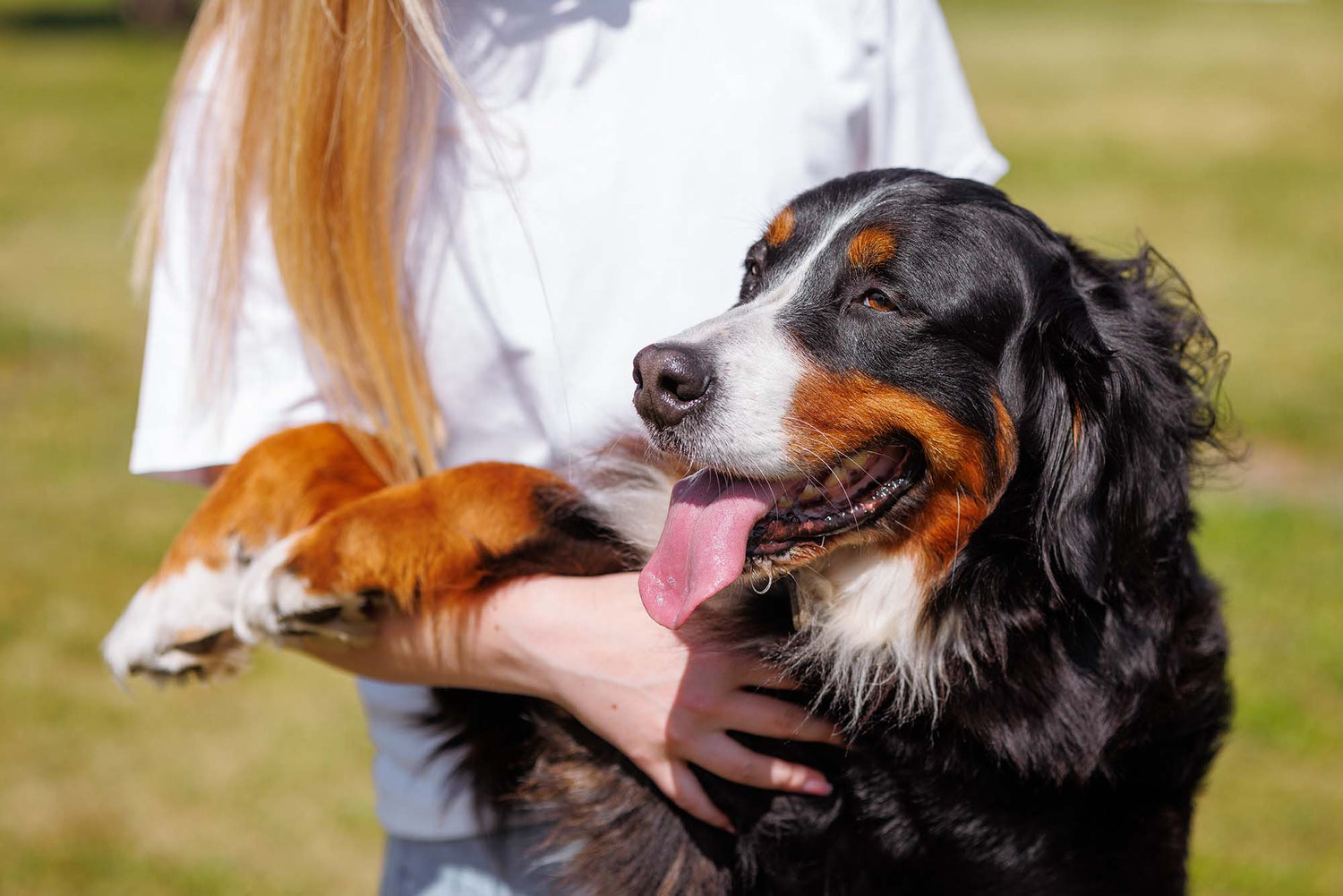 Dog Gut Health: A Complete Guide to Boosting Your Dog's Gut Microbiome