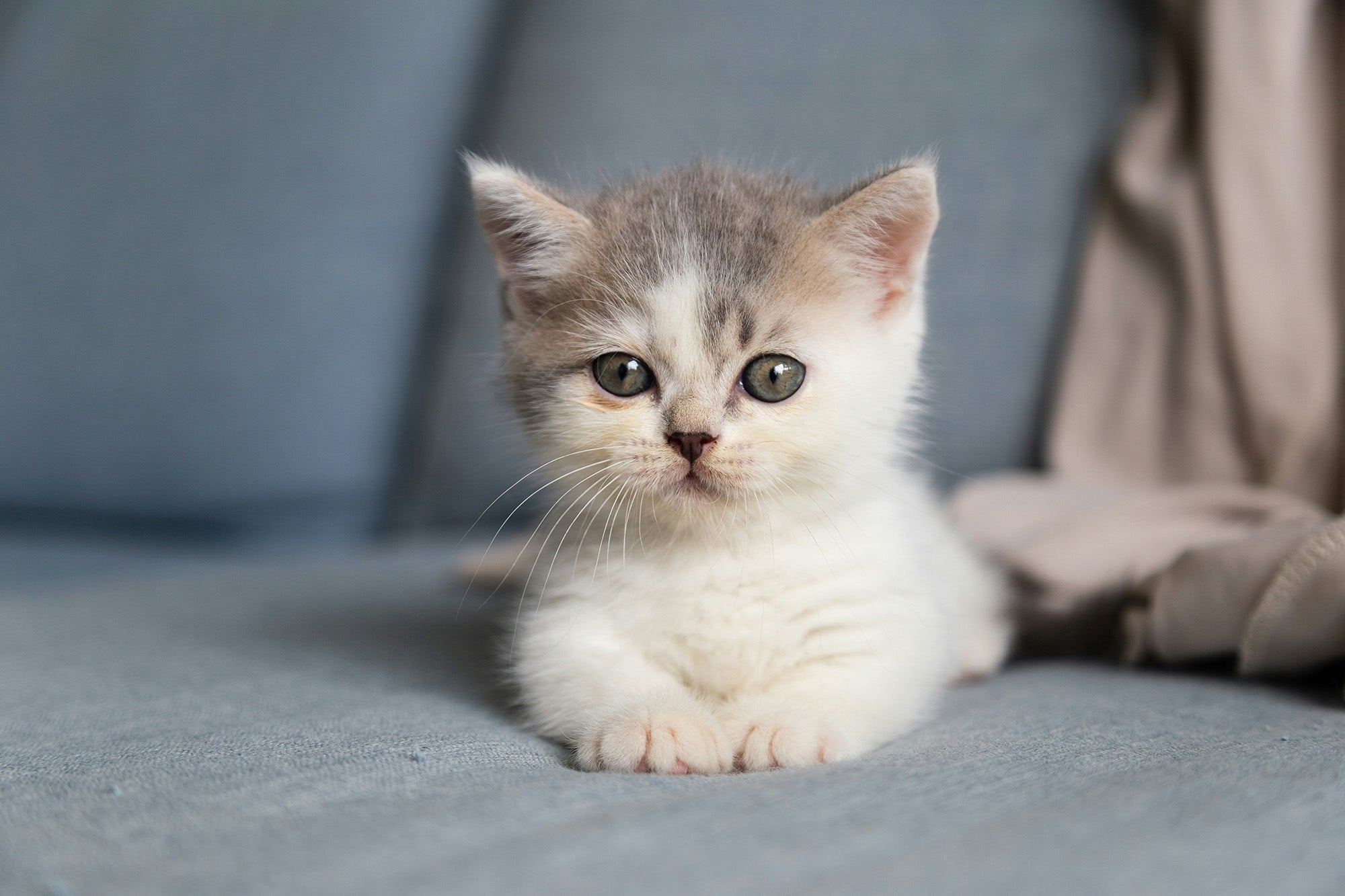 Kitten Gut Health: A Practical Guide for Cat Parents