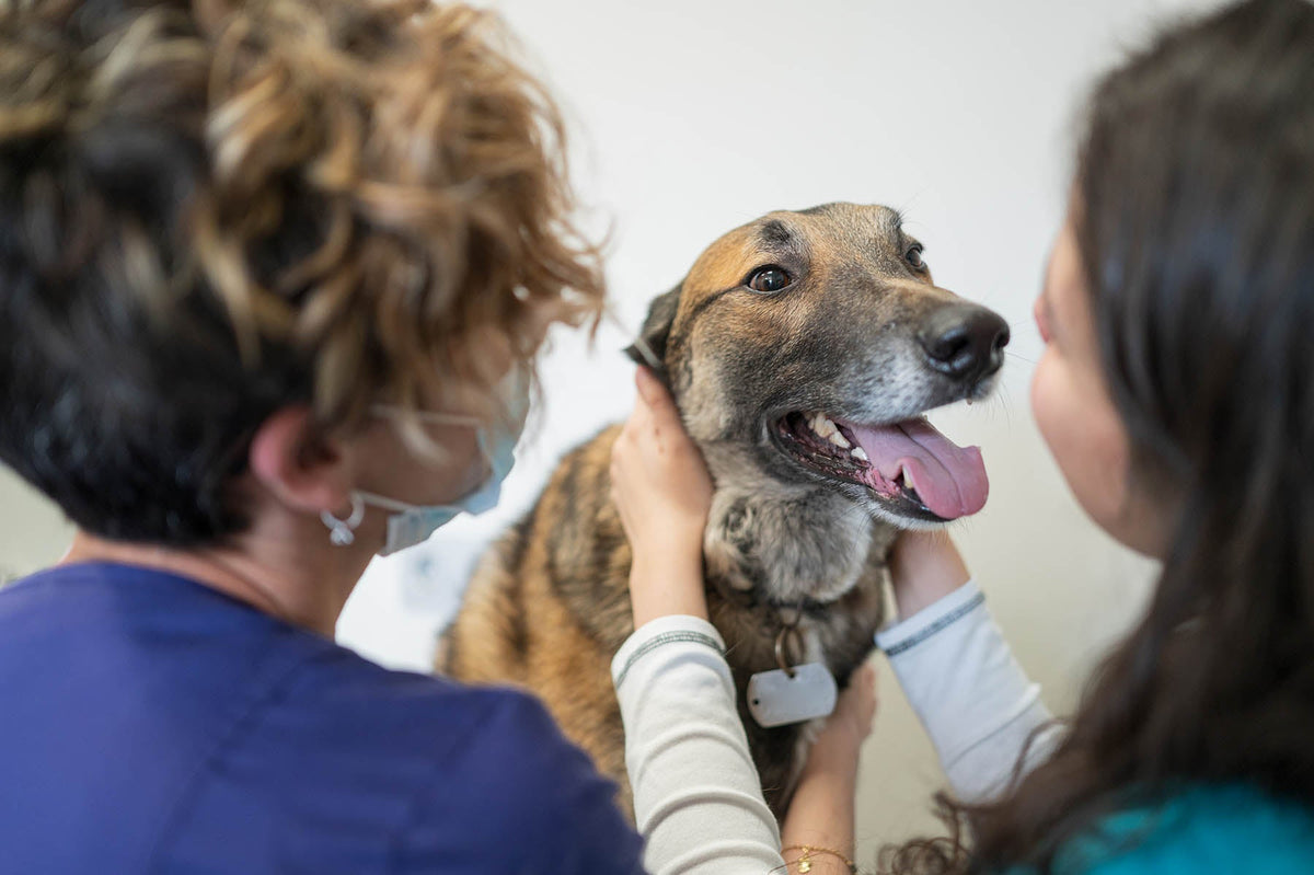 Fecal Transplant for Dogs: The Science of Donor Selection, Fecal Microbiota, and Why It Works