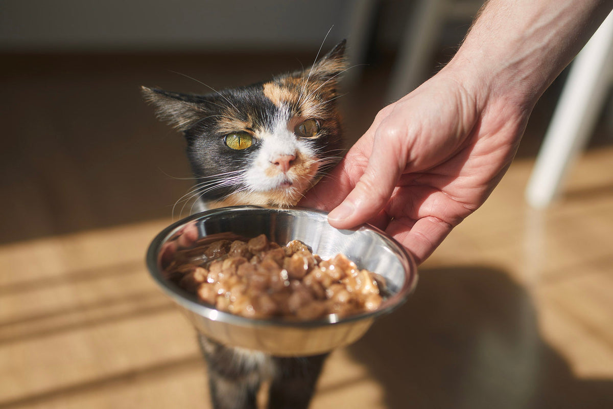 Why Does My Cat Throw Up After Eating? Causes and What to Do