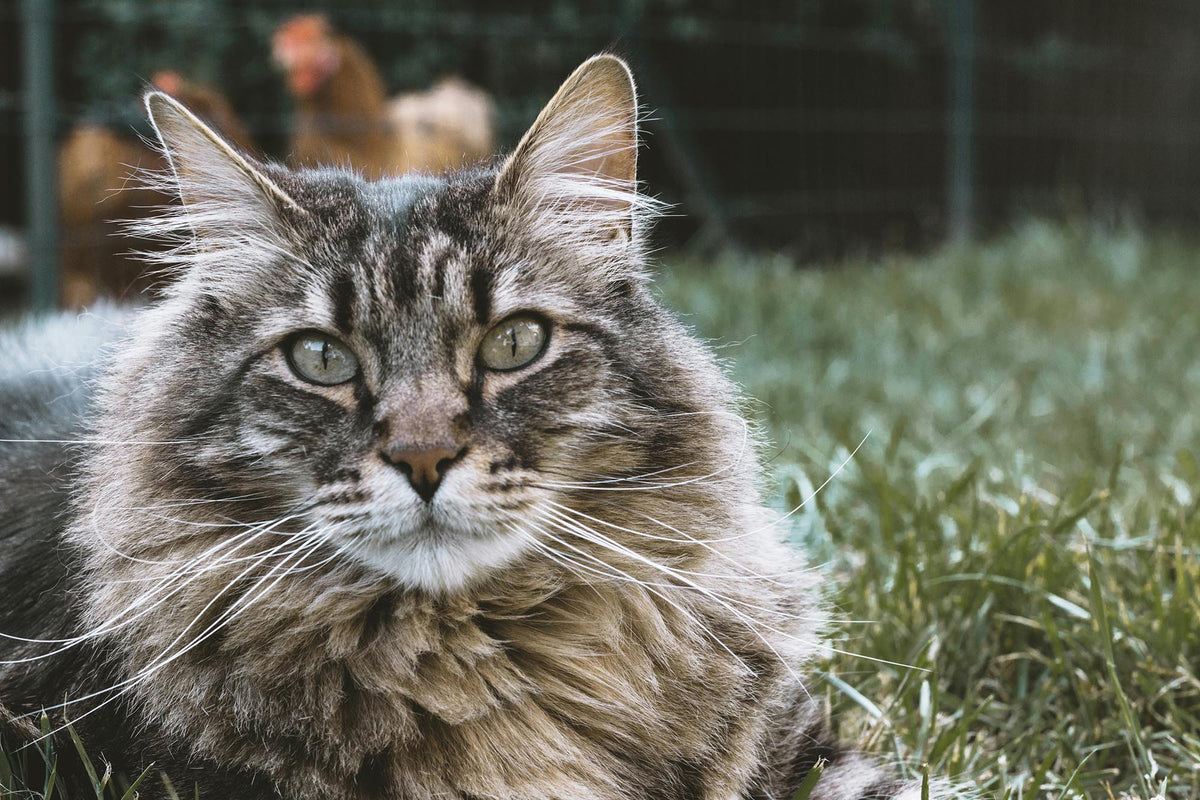 Cat Gut Microbiome: Everything You Need to Know About Feline Gut Health