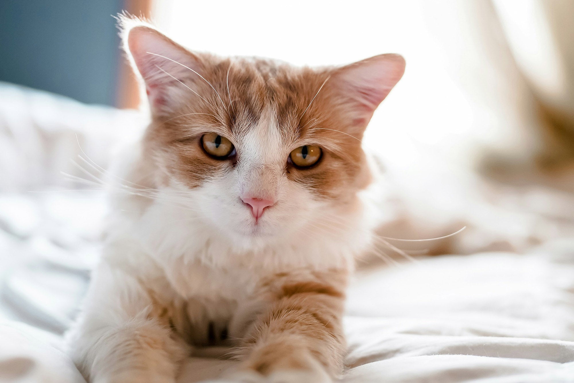 Probiotics for Cats: Which Ones Help, When to Use Them, and How to Choose