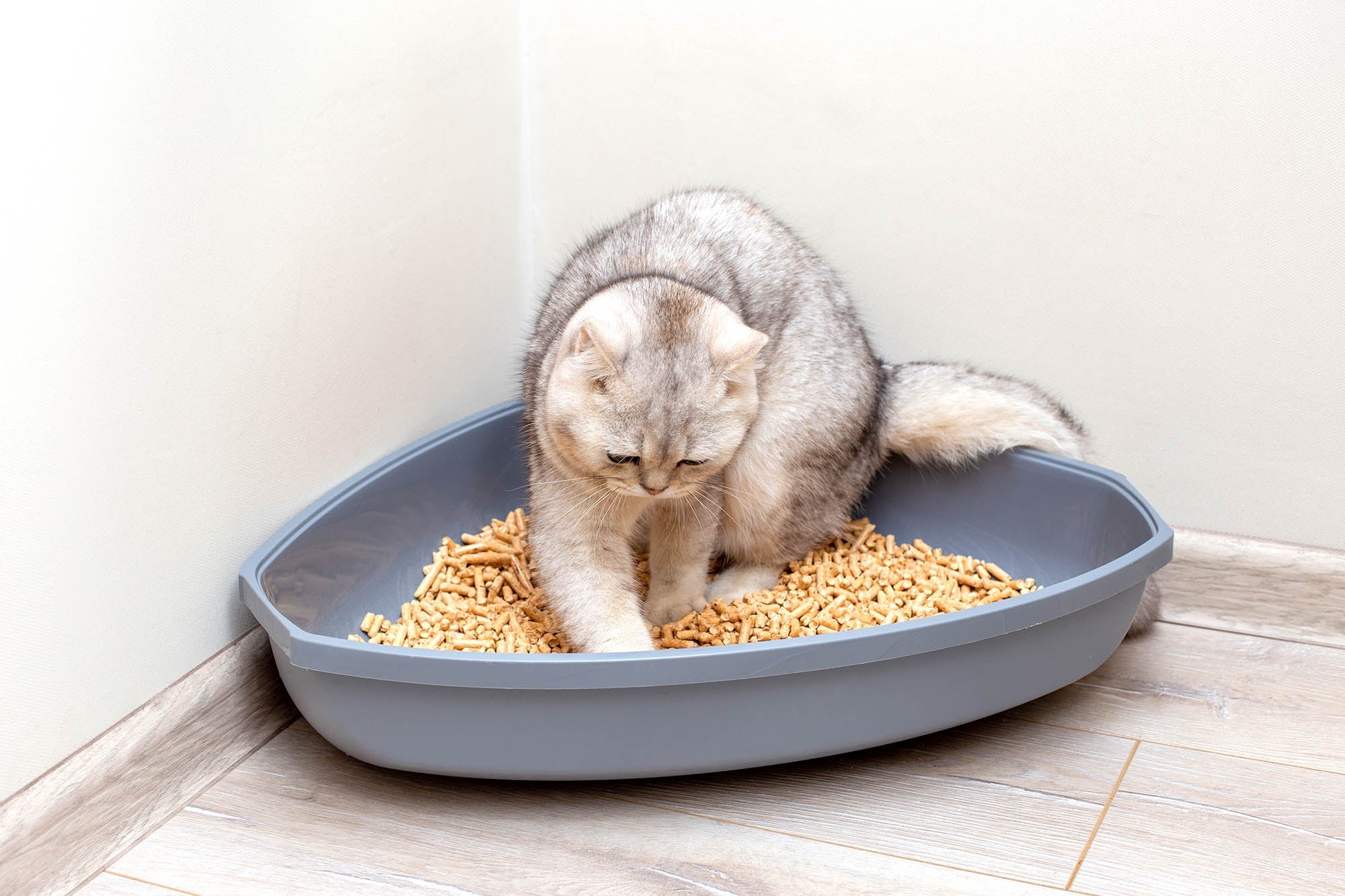 How to Firm Up Cat Stool: A Pet Parent's Complete Guide to Cat Diarrhea
