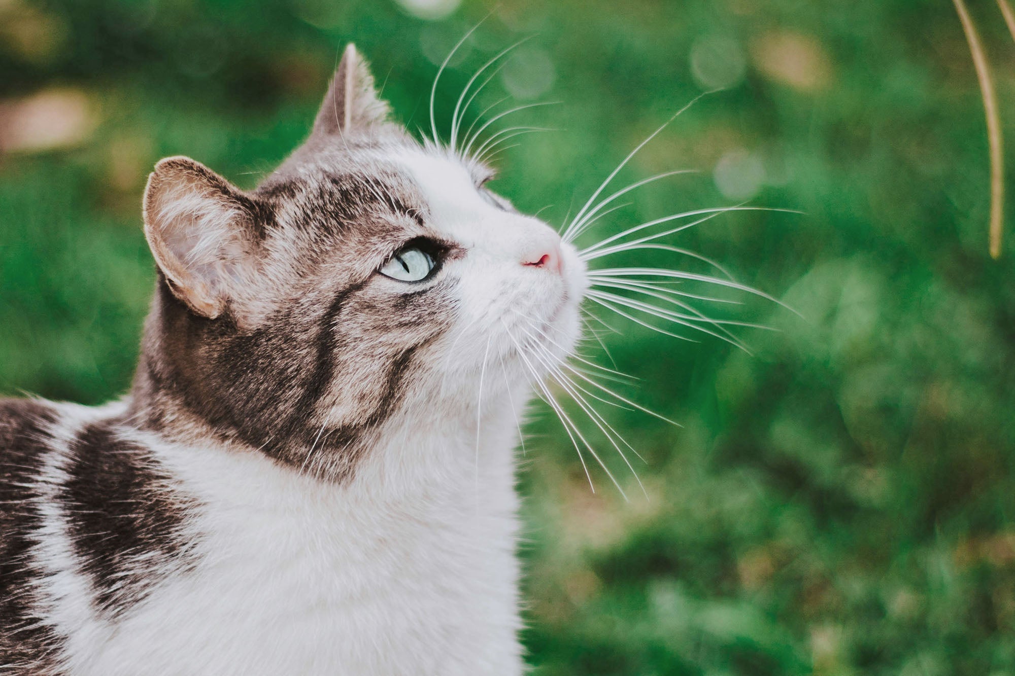 Can Stress Cause Diarrhea in Cats? Causes, Signs, and What to Do for Cat's Health