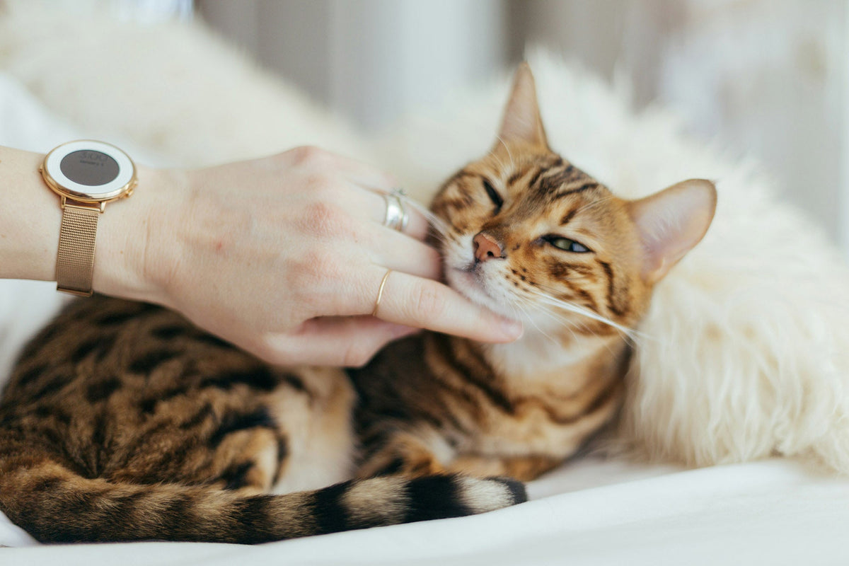 Probiotics for Cats on Antibiotics: A Pet Parent's Guide to Protecting Gut Health