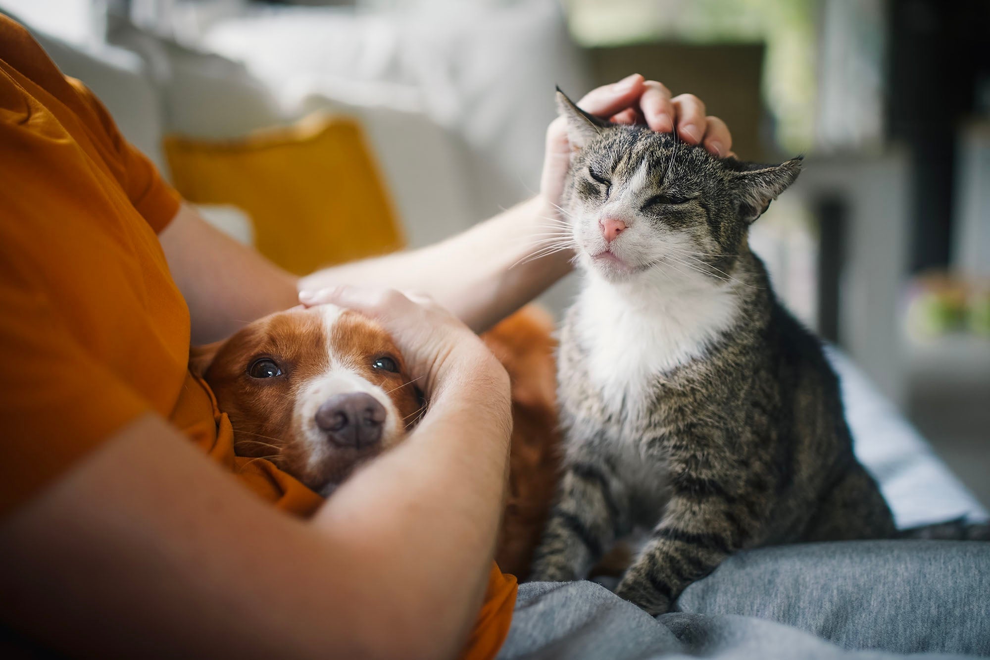 Dysbiosis in Dogs and Cats: What It Is, How It's Diagnosed, and How to Treat It