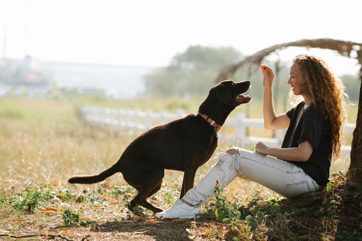 Woman sitting outdoors giving her black Labrador a treat on a sunny day