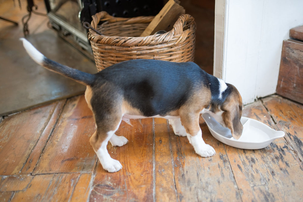 Beagle puppy eating from a bowl on a wooden floor at home
