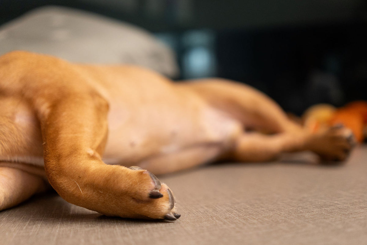 How to Improve Dog Gut Health: A Practical Guide for Pet Parents