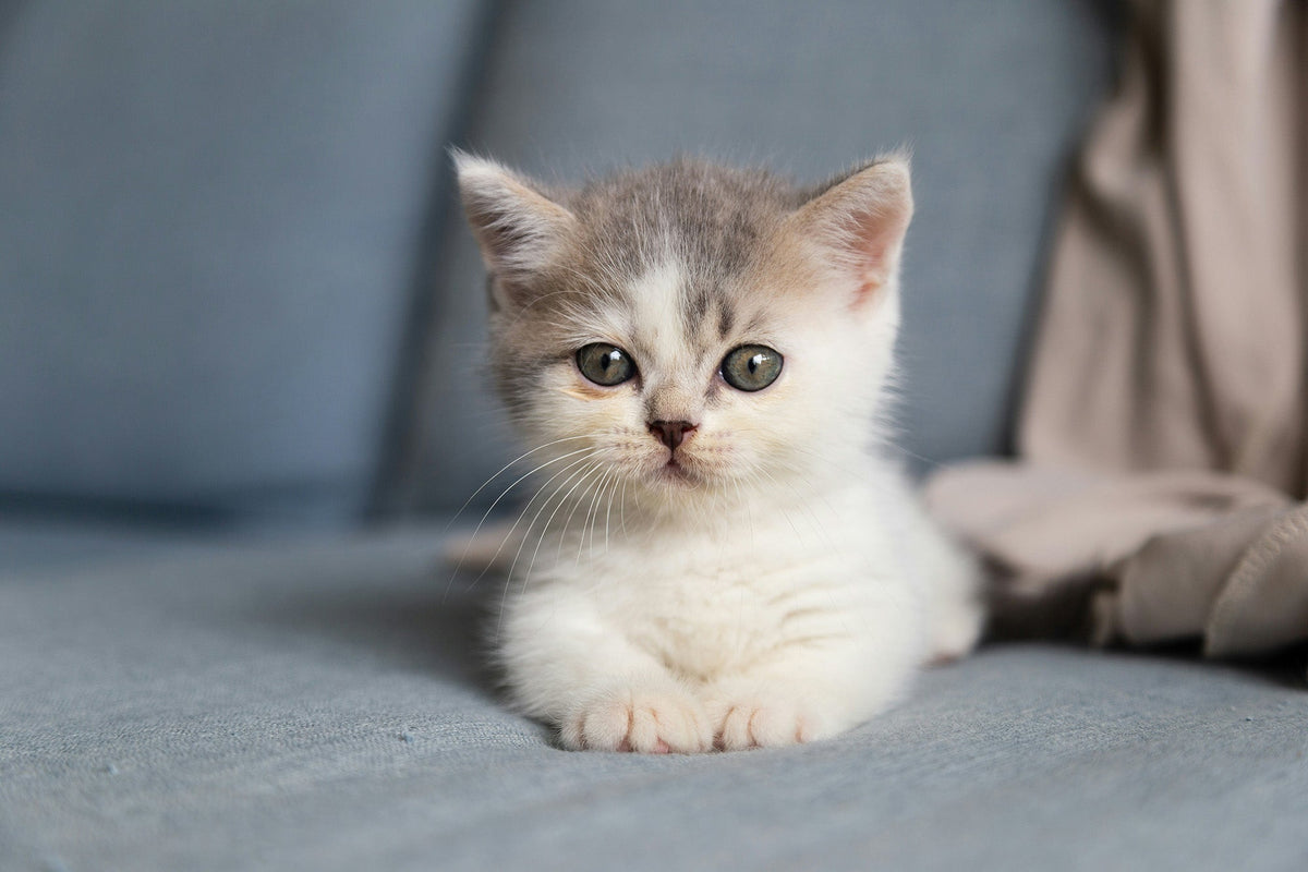 Kitten Gut Health: A Practical Guide for Cat Parents